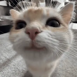 🙂 5f7eafb9 Katze, Haustier, Tier, Kätzchen, Haustier, Katzenartig telegram sticker