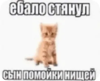☺️ 72bd4050 ебало стянул
сын помойки нищей Katze, Beleidigung, Russisch, Meme telegram sticker