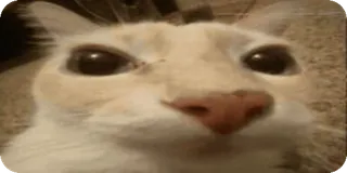 🌟 880e1e06 Katze, Tier, Haustier, lustig, süß, Meme telegram sticker