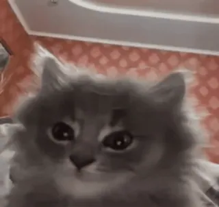 😴 8c66a4cc Katze, Tier, Haustier, süß, flauschig, Katzenartig telegram sticker