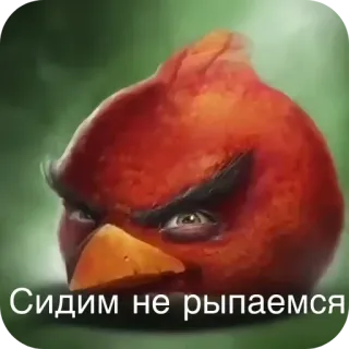 🥸 a6ea6050 Сидим не рыпаемся wütender Vogel, Vogel, rot, sitzend, russischer Text telegram sticker