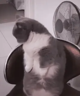 🌟 24d3364b cat, animal, chair, fan, gray, white, pet telegram sticker