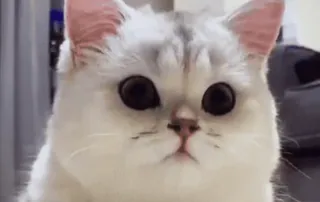 🌟 27958259 cat, kitten, cute, animal, pet, eyes telegram sticker