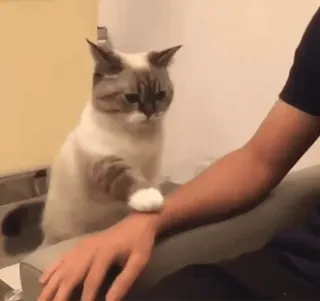 🌟 75c65c94 cat, animal, pet, domestic animal, arm, human telegram sticker