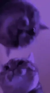 🌟 899a1278 cats, animals, pets, purple, domestic animals telegram sticker