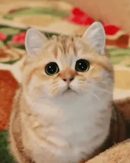 🌟 8f386954 cat, cute, animal, kitten, pet, eyes, domestic telegram sticker