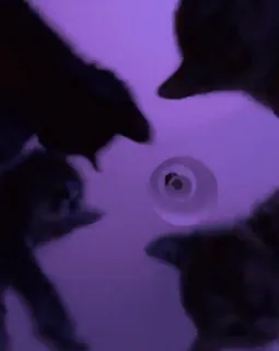 🌟 e072038c telegram sticker