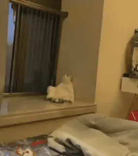 🌟 ea9359a2 cat, window, sitting, pet, animal telegram sticker