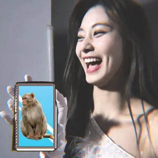 🍬 7038b381 ลิง, สัตว์, ไพรเมต, น่ารัก, สวนสัตว์ telegram sticker